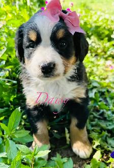 Bernese Mountain Dog puppies - Photo 9