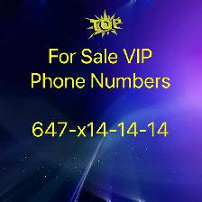 Boost Your Visibility with Our Exclusive 416/647/905/437 Numbers