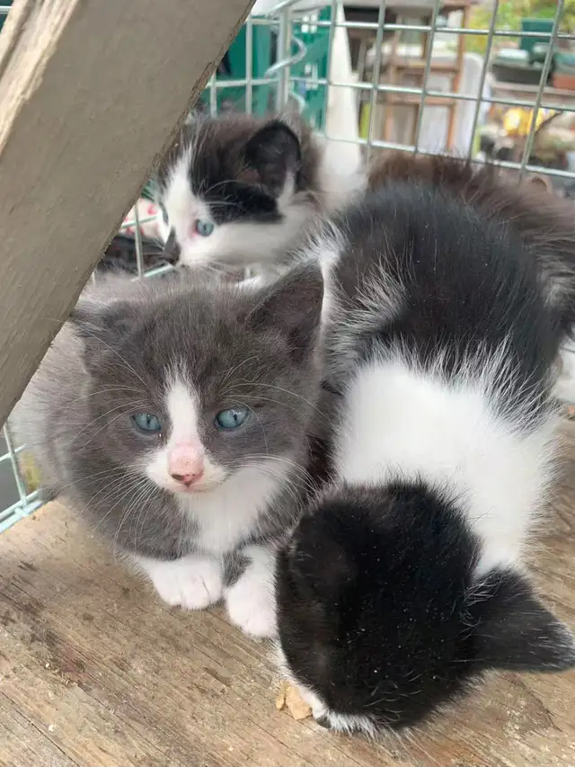 Kittens for adoption