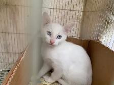 Kittens for adoption - Photo 2