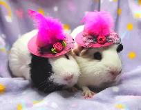 deux cochons d'inde femelle - Photo 4