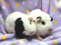 deux cochons d'inde femelle - Photo 5