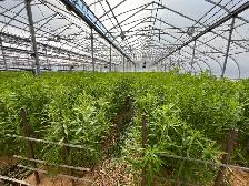 Greenhouse Worker - Photo 2