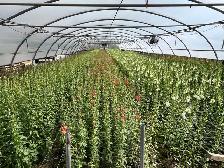 Greenhouse Worker - Photo 3