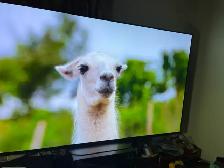 LG 4K smrt tv 55 inches like new ( warranty available) - Photo 2
