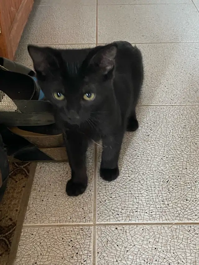 Adorable Black Kittens for Rehoming
