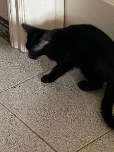 Adorable Black Kittens for Rehoming - Photo 2