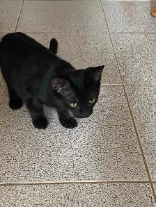 Adorable Black Kittens for Rehoming - Photo 3