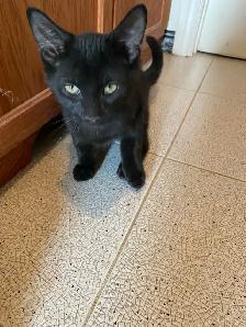 Adorable Black Kittens for Rehoming - Photo 4