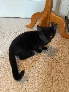 Adorable Black Kittens for Rehoming - Photo 5