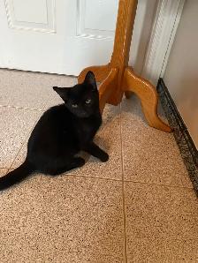 Adorable Black Kittens for Rehoming - Photo 6