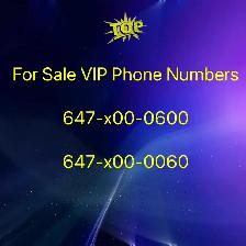 Reach New Heights with Exclusive 416/647/905 /437 phone Numbers