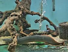 18'-22' fire eels
