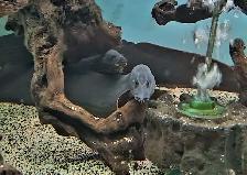 18'-22' fire eels - Photo 2