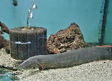 18'-22' fire eels - Photo 3