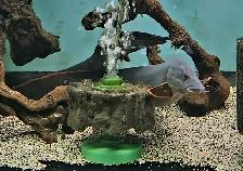 18'-22' fire eels - Photo 4