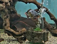 18'-22' fire eels - Photo 6