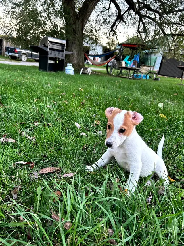 Jack Russel