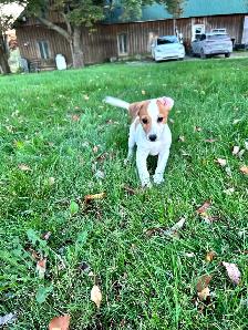 Jack Russel - Photo 2