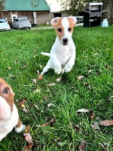Jack Russel - Photo 3