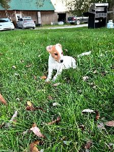 Jack Russel - Photo 4