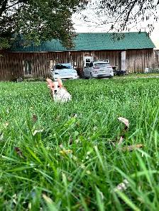 Jack Russel - Photo 5