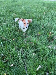 Jack Russel - Photo 6