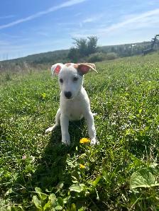 Jack Russel - Photo 7