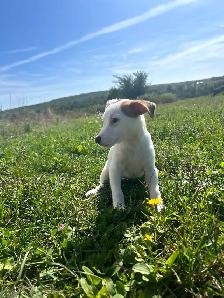 Jack Russel - Photo 8