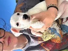 Jack Russel - Photo 9