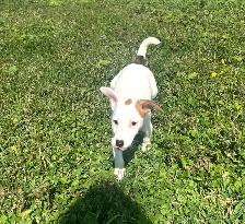Jack Russel - Photo 10