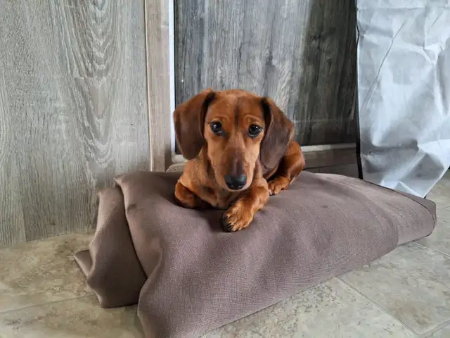 Female Dachshund Puppy