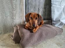 Female Dachshund Puppy