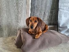 Female Dachshund Puppy - Photo 2