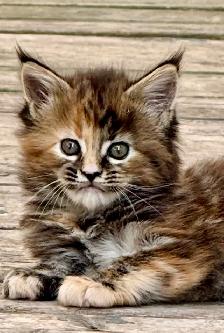 Purebred Maine Coon Kittens – Now Open for Reservation! - Photo 6