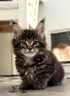 Purebred Maine Coon Kittens – Now Open for Reservation! - Photo 7