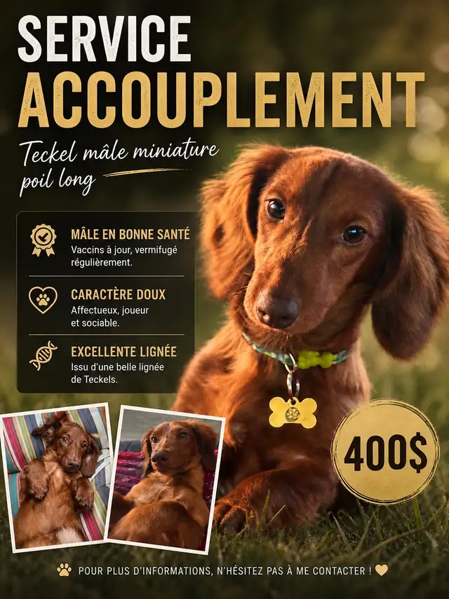 service d’accouplement chien mâle teckel miniature poil long