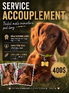 service d’accouplement chien mâle teckel miniature poil long