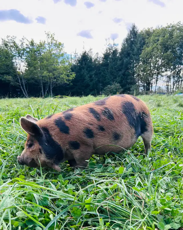 Kune Kune boar for sale