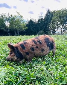 Kune Kune boar for sale