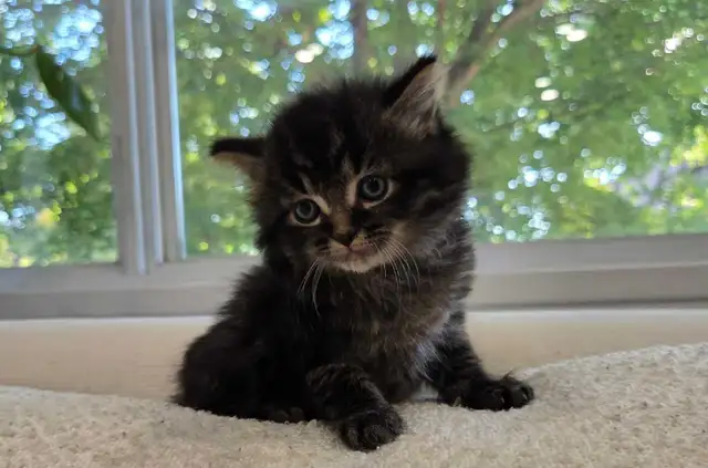 chaton sibérien hypoallergénique