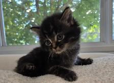 chaton sibérien hypoallergénique - Photo 2