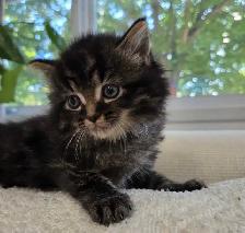 chaton sibérien hypoallergénique - Photo 3