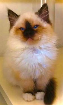 GORGEOUS BABY WHITEMITTED &  CHOCOLATEPOINT RAGDOLLS!! - Photo 2