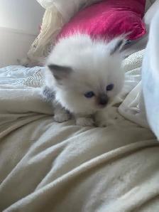 GORGEOUS BABY WHITEMITTED &  CHOCOLATEPOINT RAGDOLLS!! - Photo 10