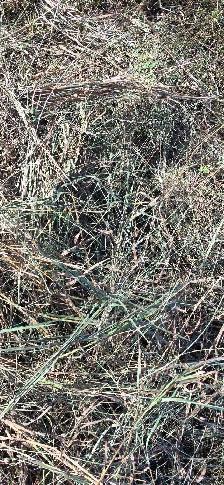 grass small square bales - Photo 4