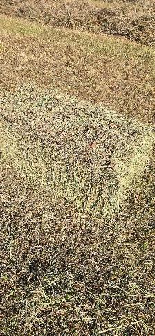 grass small square bales - Photo 6