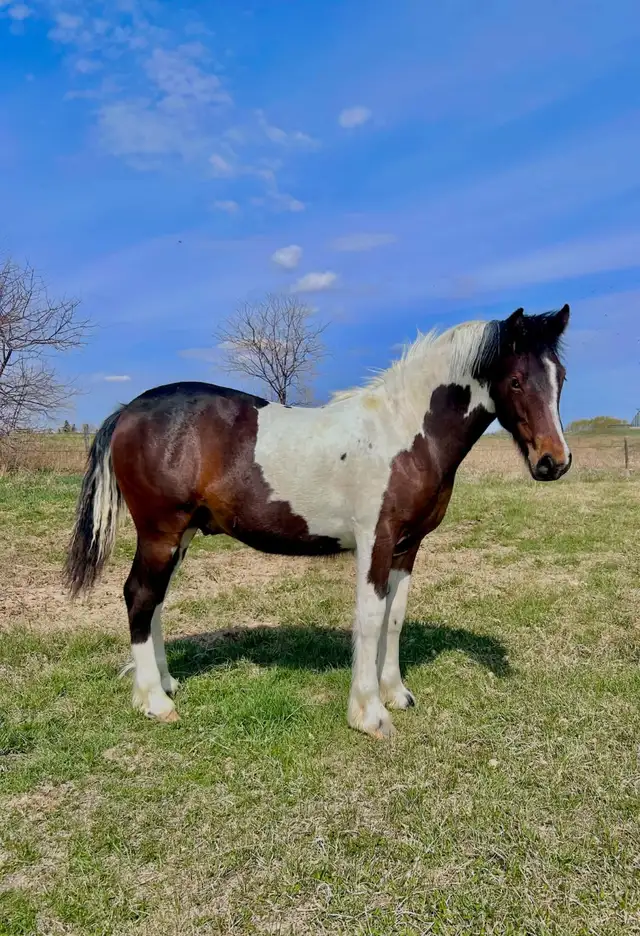 Horse for Sale