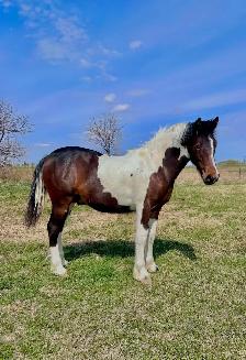 Horse for Sale