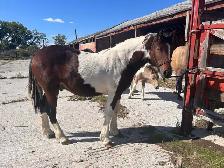 Horse for Sale - Photo 2